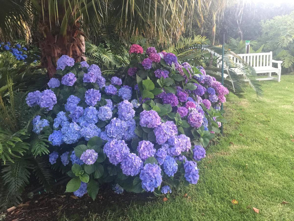Constantia Valley Lodge كيب تاون المظهر الخارجي الصورة